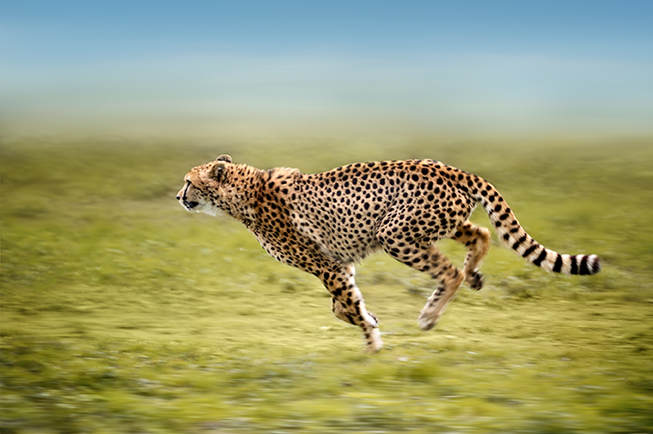 A cheetah in full gallop across a grassy plain.